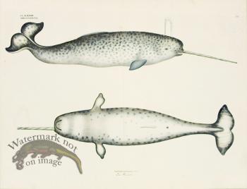 Goldfuss Narwhal